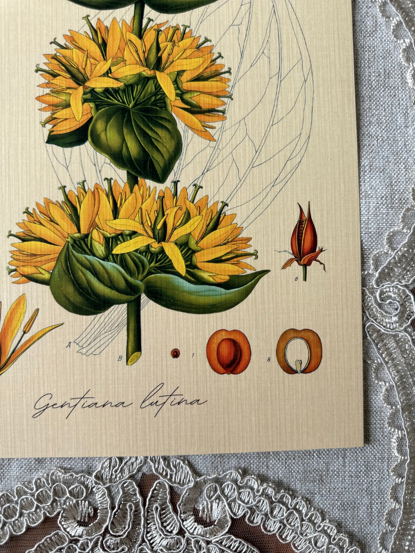 Great Yellow Gentain Nat Rone Designs