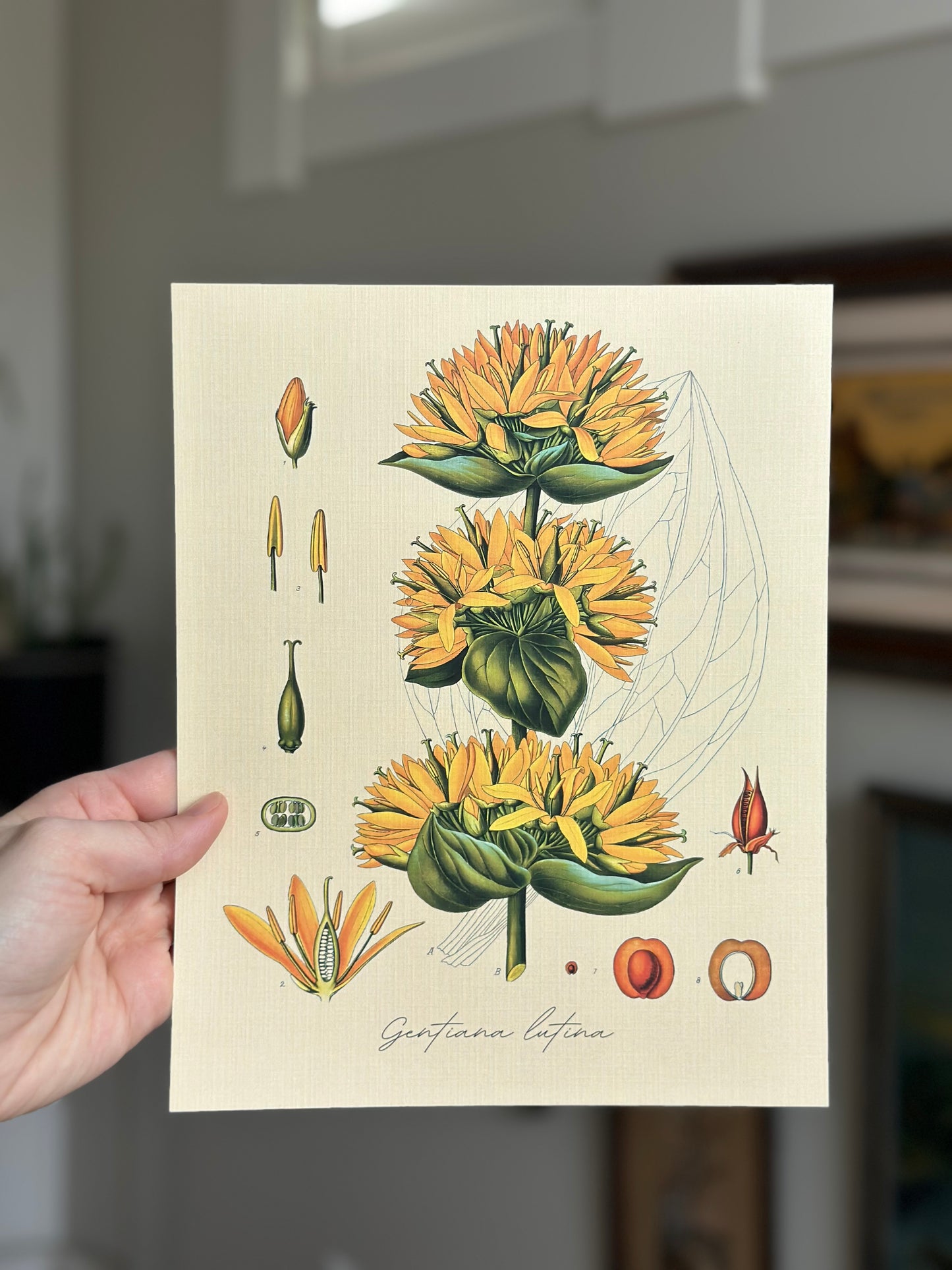 Great Yellow Gentain Nat Rone Designs