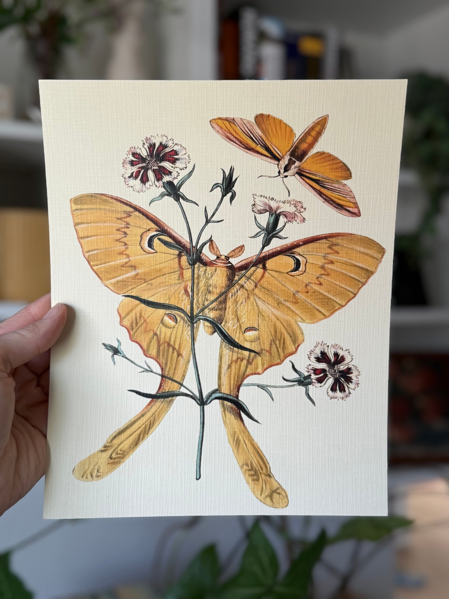 Chinese Butterflies