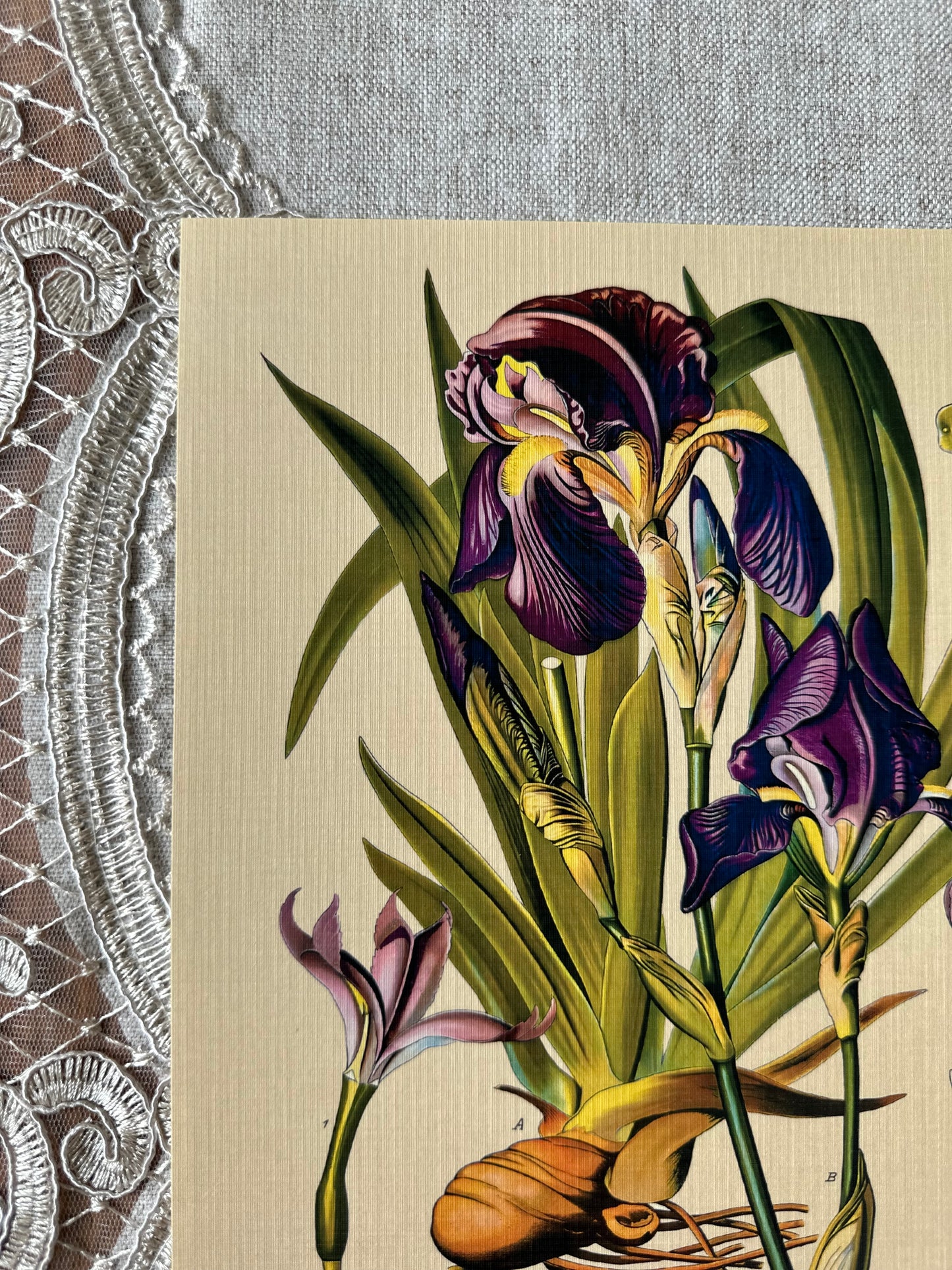 Bearded Iris Nat Rone Designs