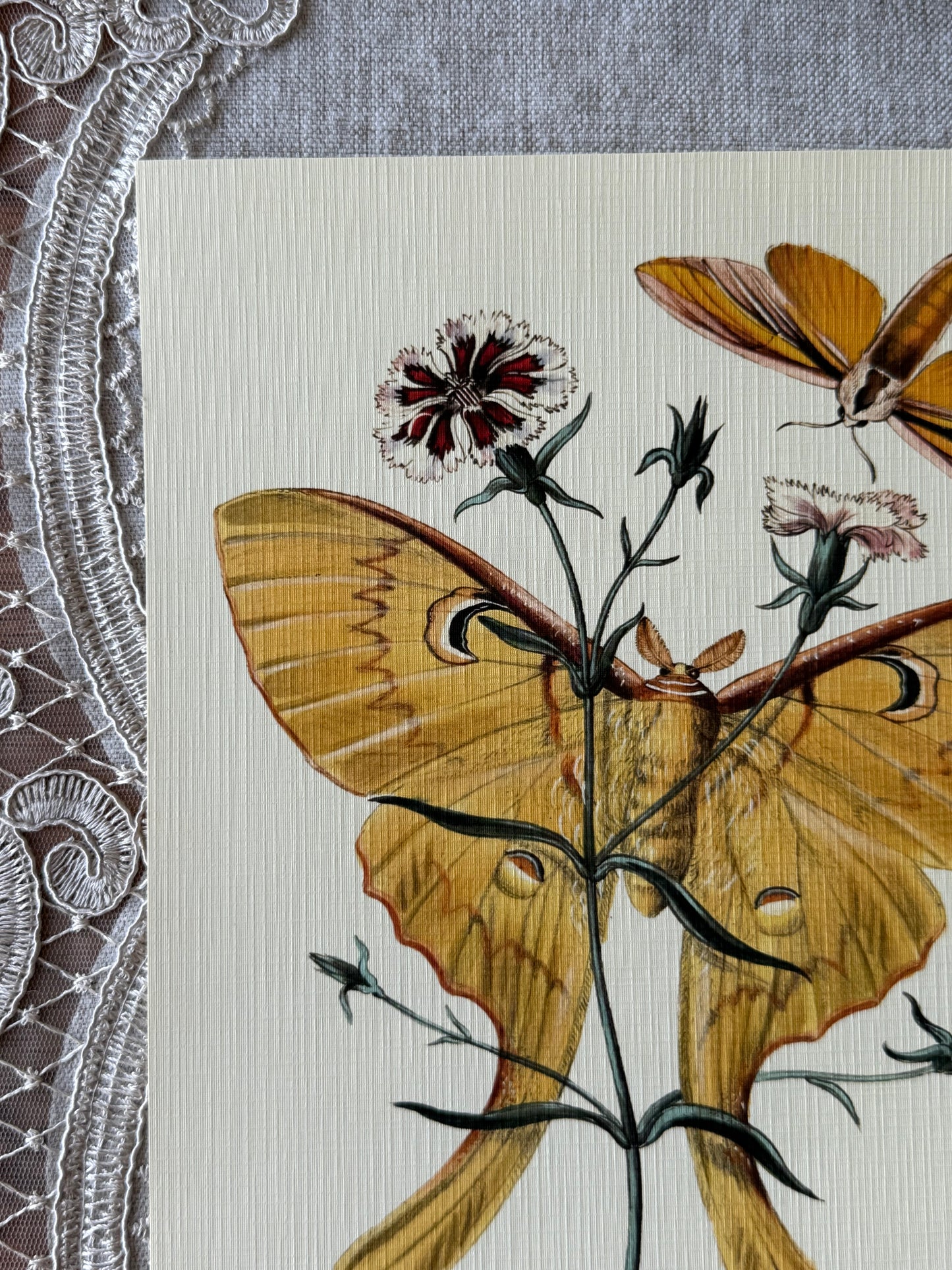 Chinese Butterflies
