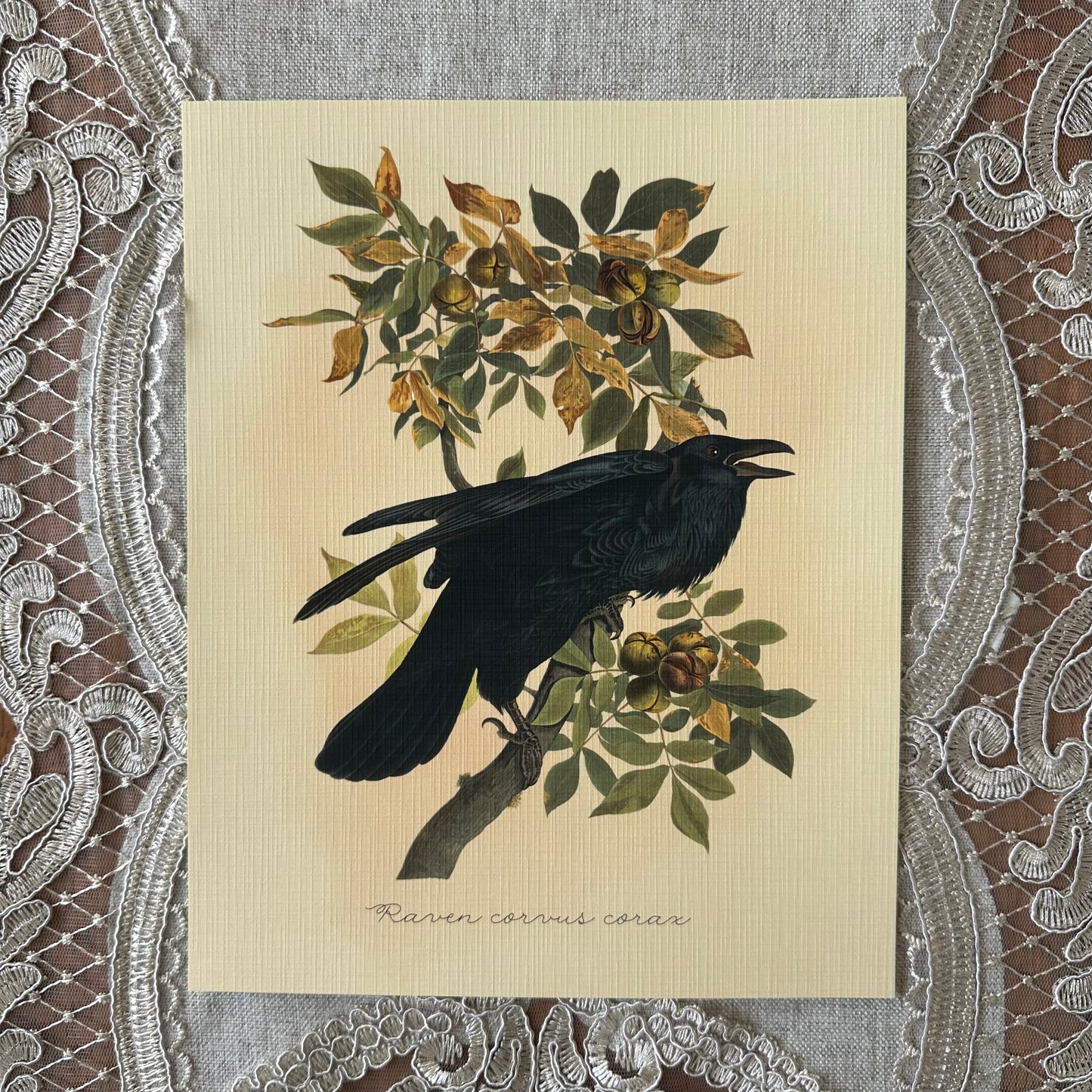Raven Nat Rone Designs