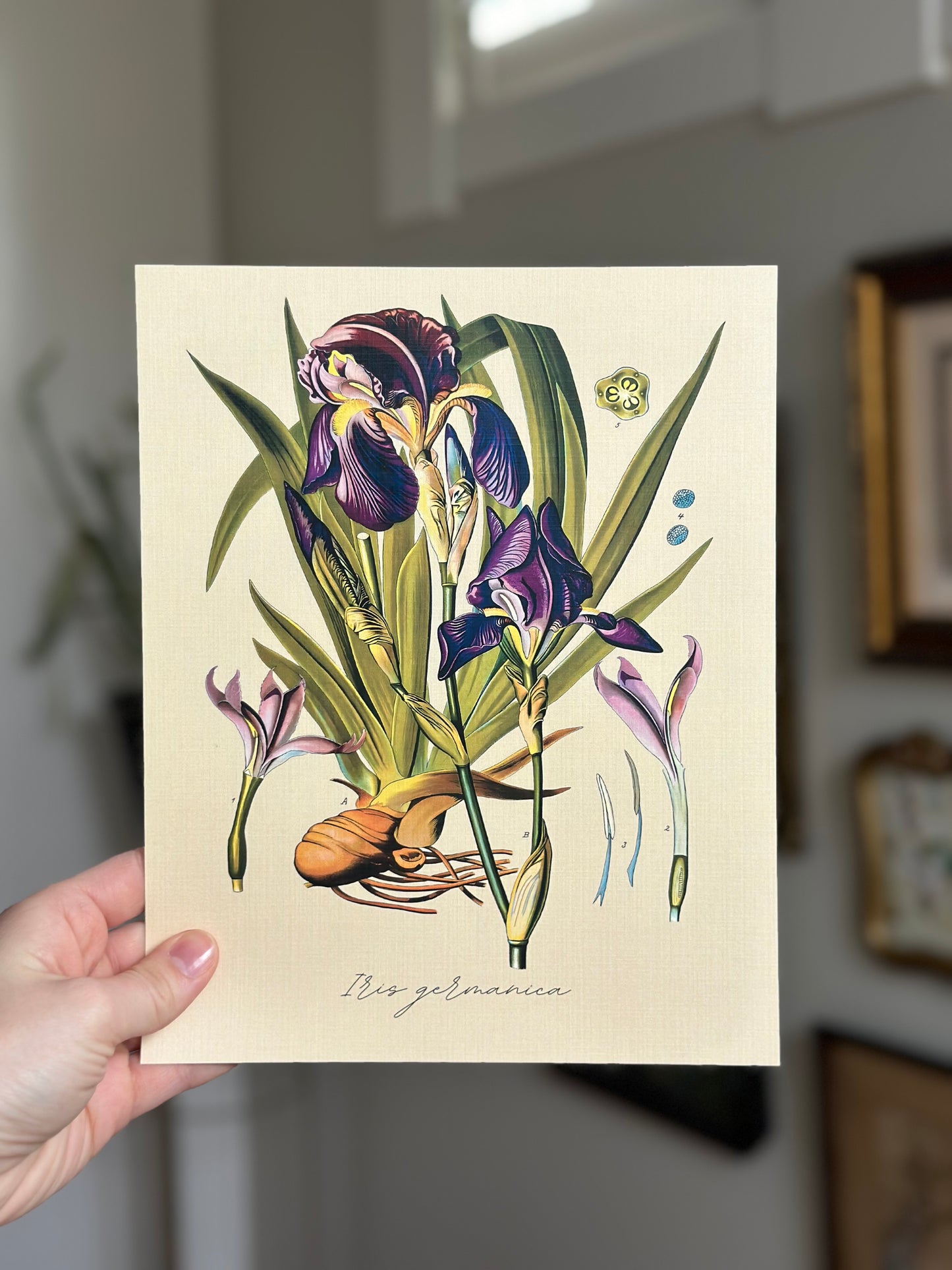 Bearded Iris Nat Rone Designs