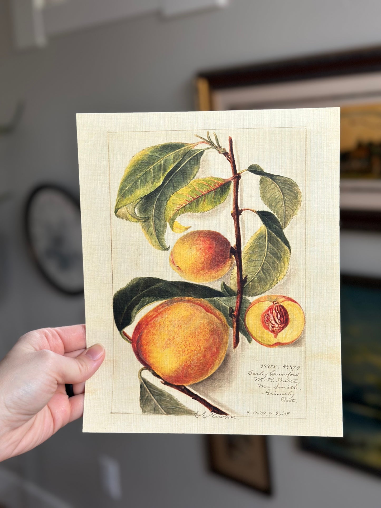 Peaches Nat Rone Designs