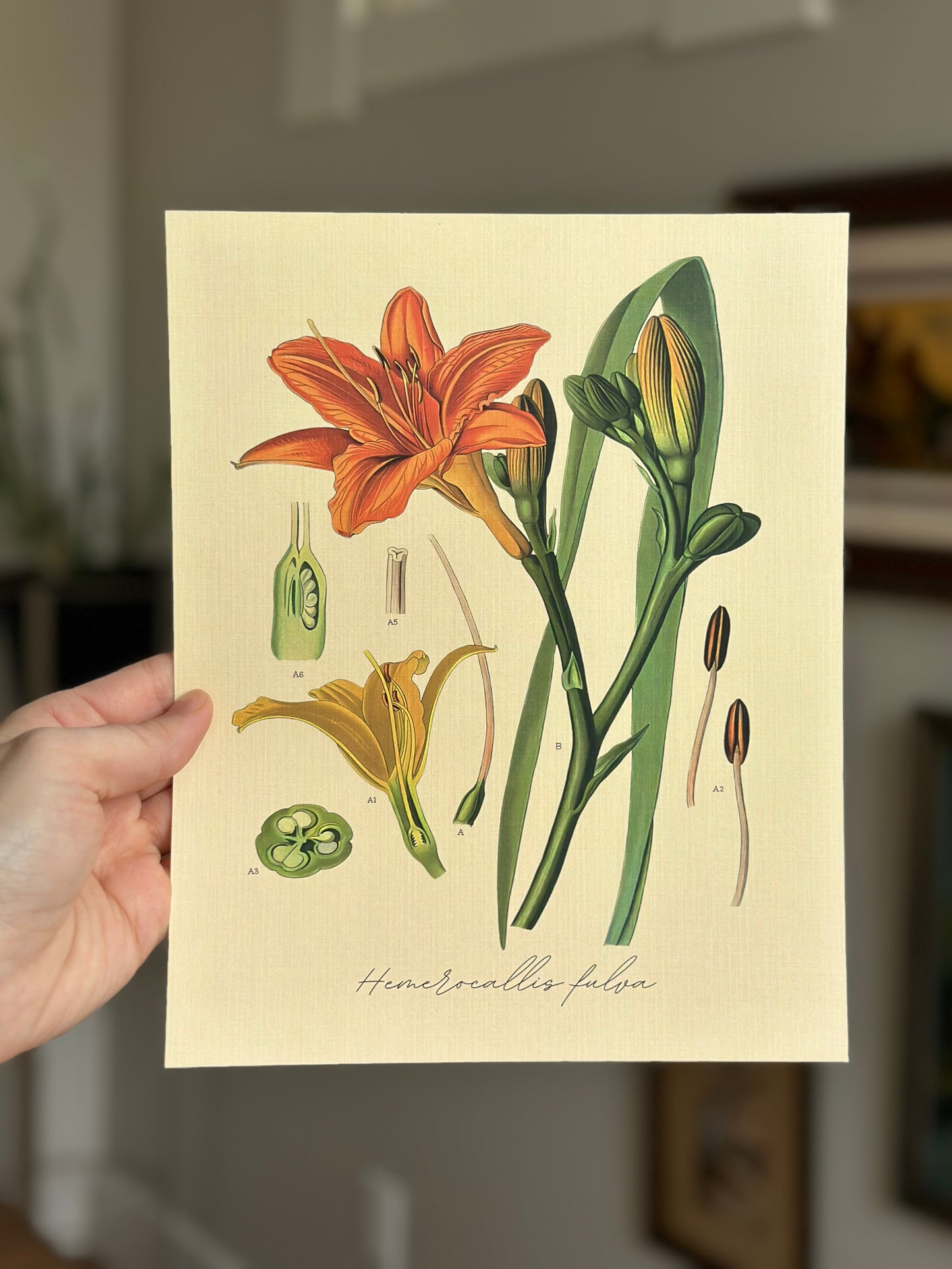 Orange Day Lily Nat Rone Designs