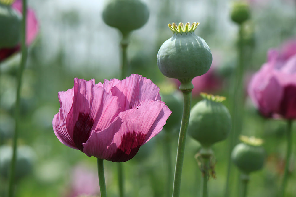 Unveiling the Opium Extraction Process: Navigating the Intricacies of Poppy Flower