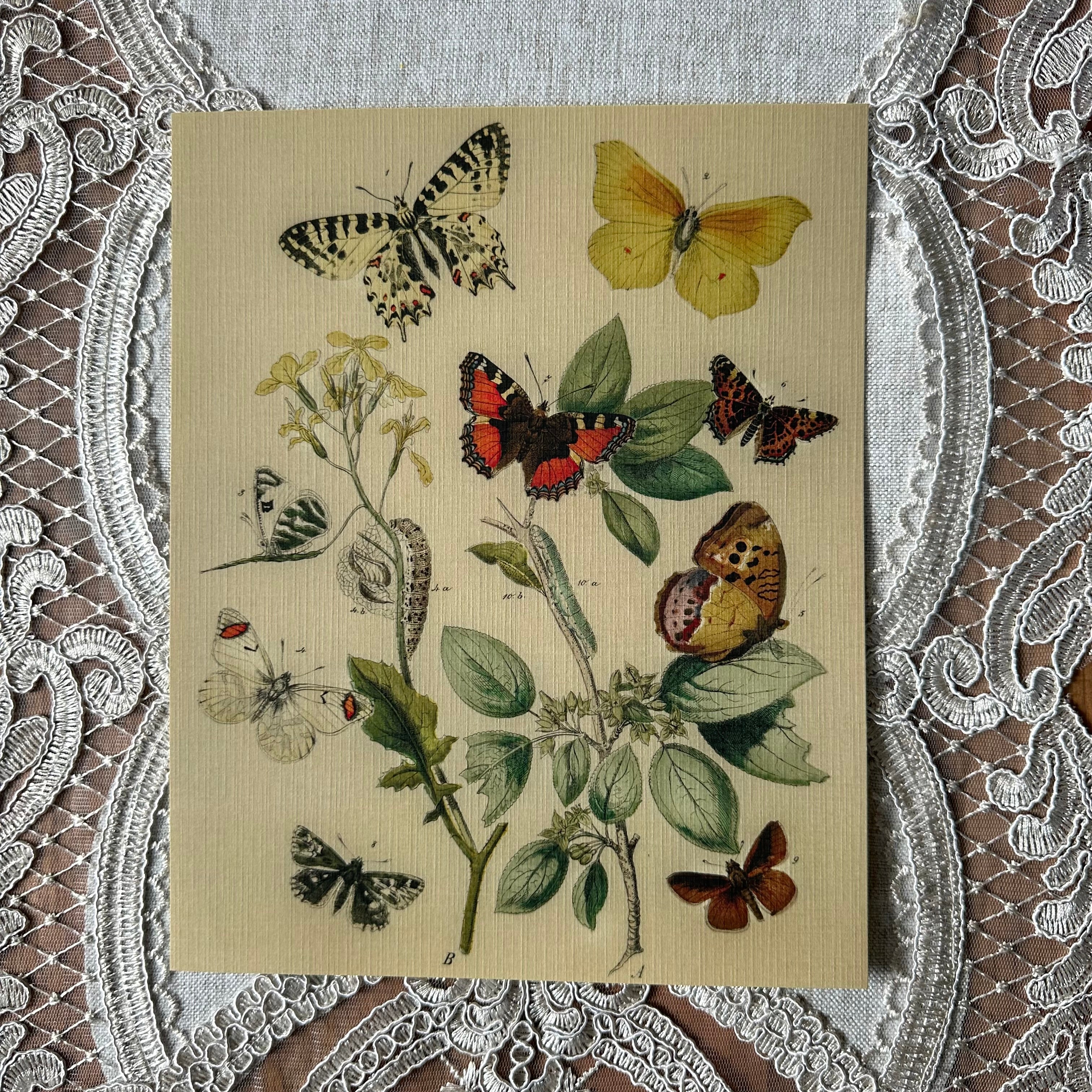 Butterflies & Moths  Nat Rone Designs   