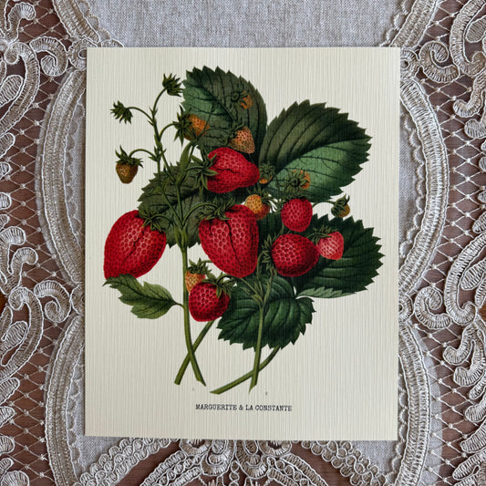 Strawberry Plant