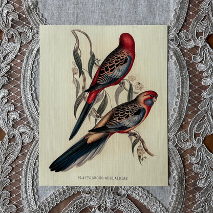 Crimson Rosella Parrots  Nat Rone Designs   