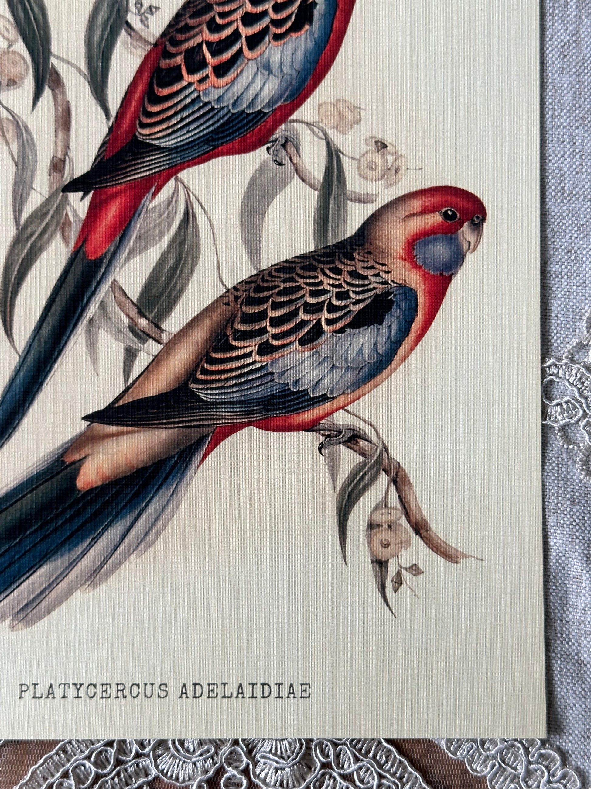 Crimson Rosella Parrots  Nat Rone Designs   