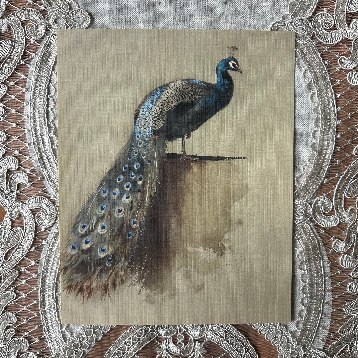 Peacock