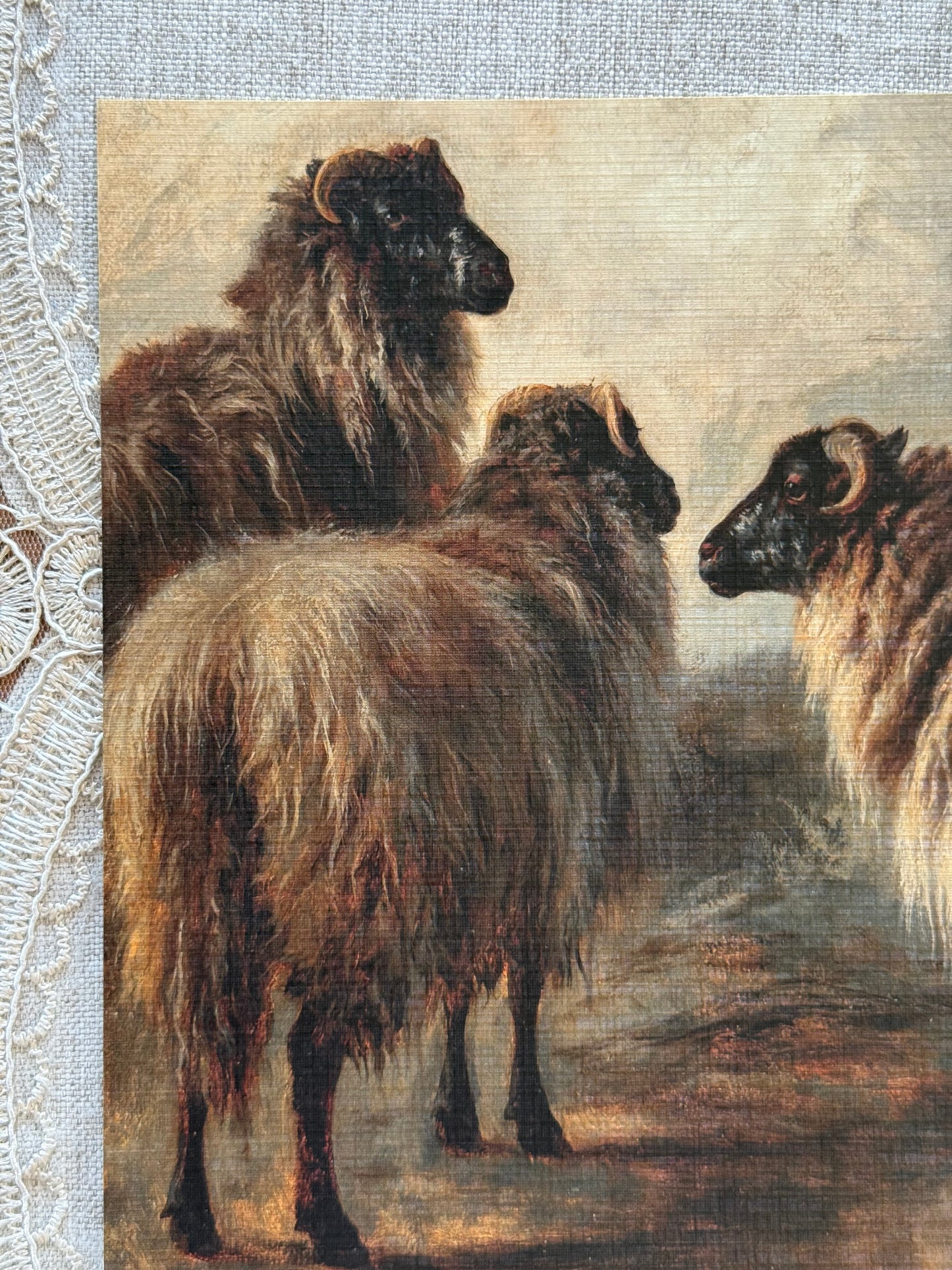 Three Wooly Sheep