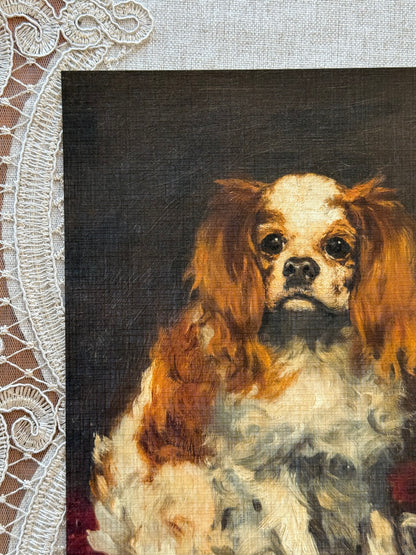 King Charles Spaniel