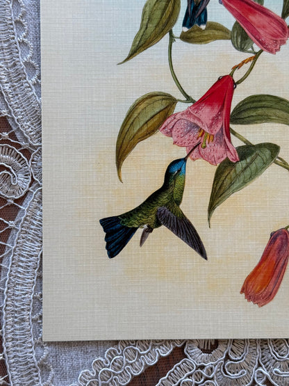 Hummingbirds & Botanicals