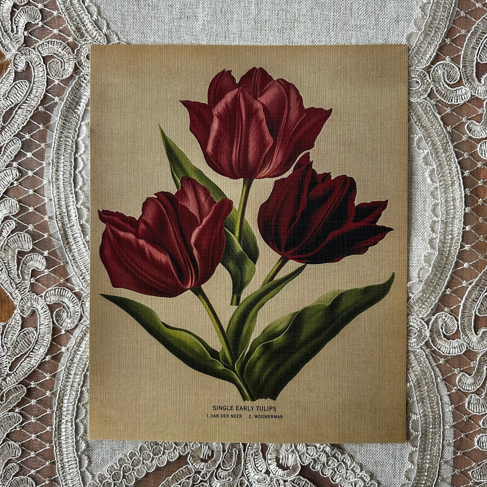 Single Early Tulips  Nat Rone Designs   