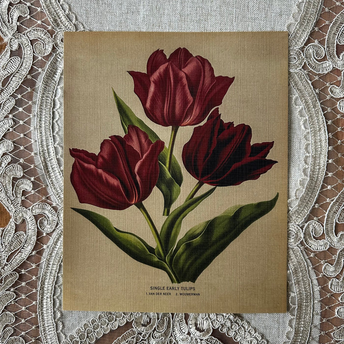 Single Early Tulips  Nat Rone Designs   