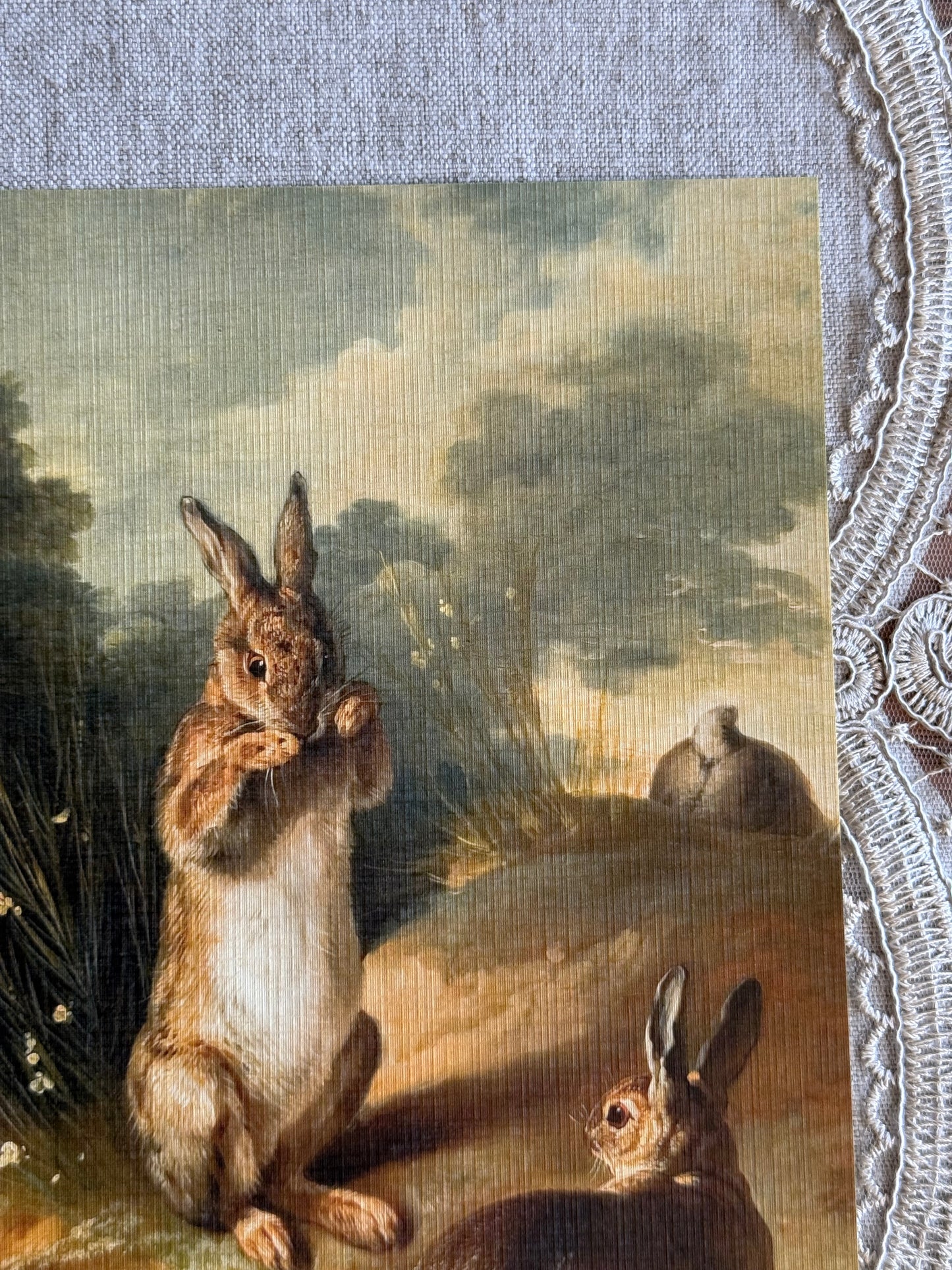 Rabbits