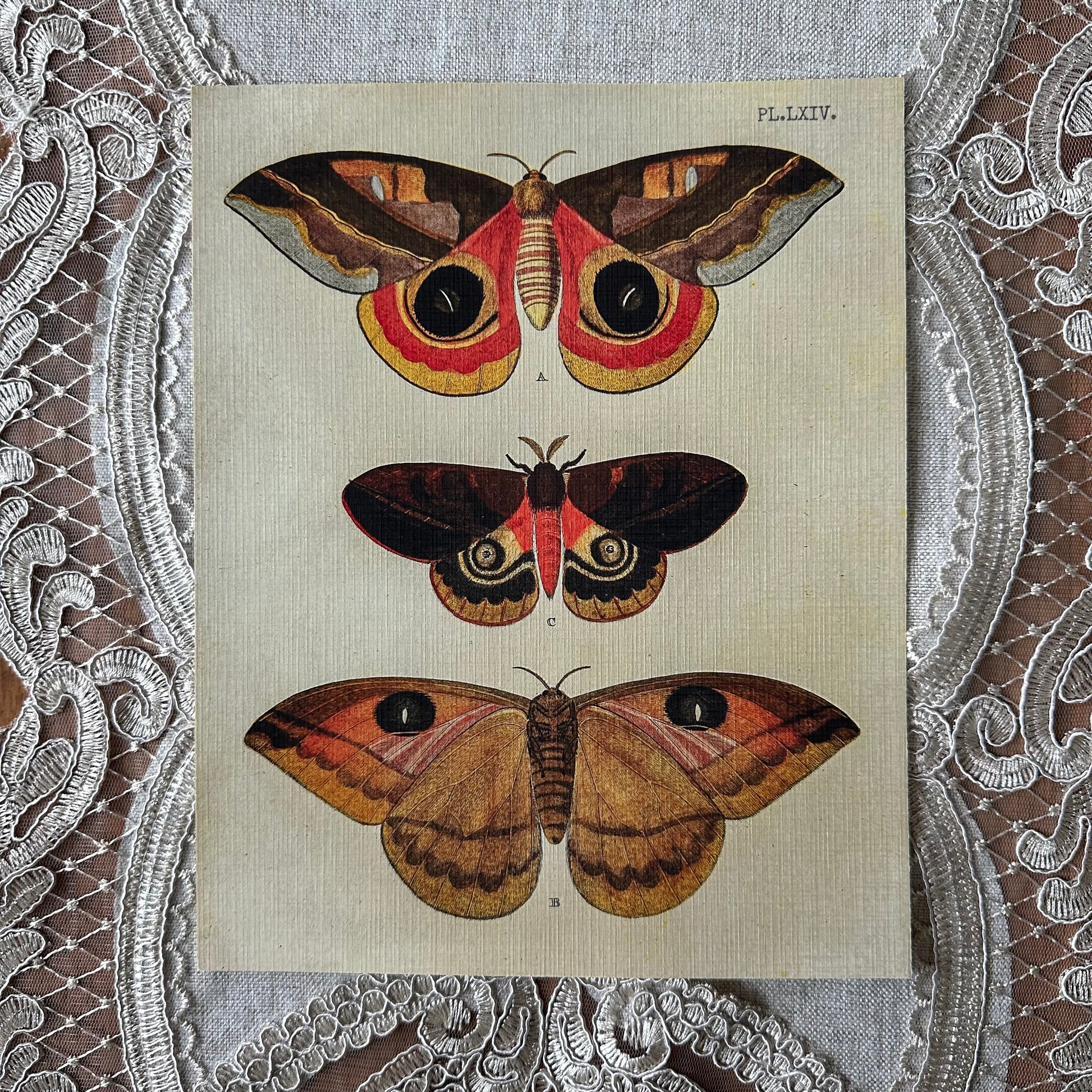 Moths  Nat Rone Designs   