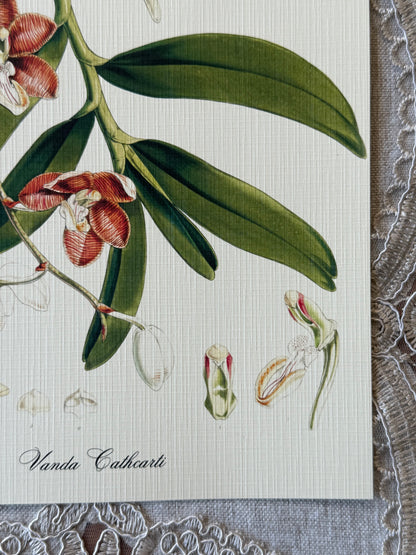 Botanical Lithograph 2