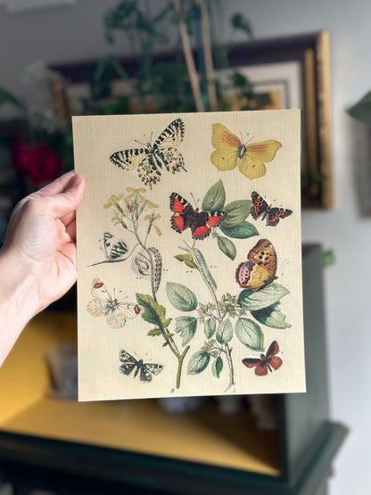Butterflies & Moths  Nat Rone Designs   