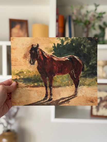 Brown Horse Study