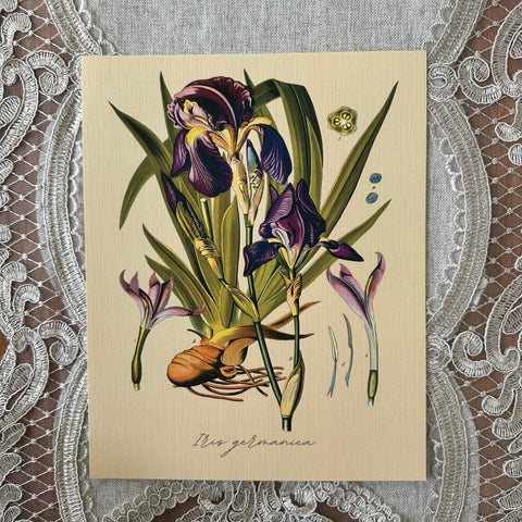Bearded Iris