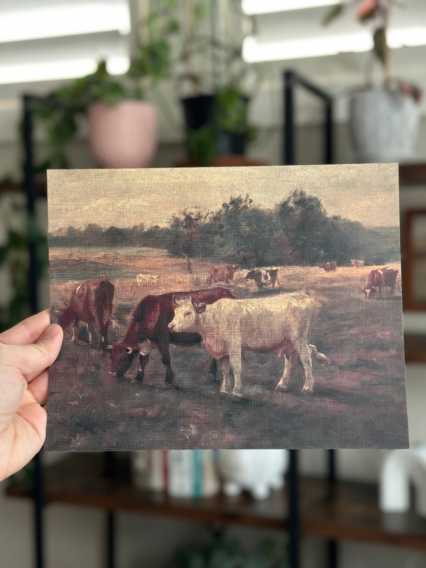 Cows Grazing