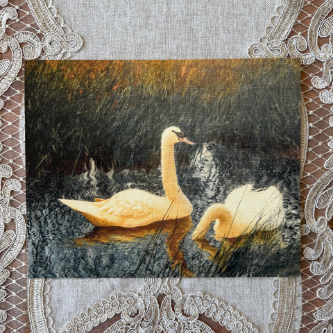 Swans in Reeds