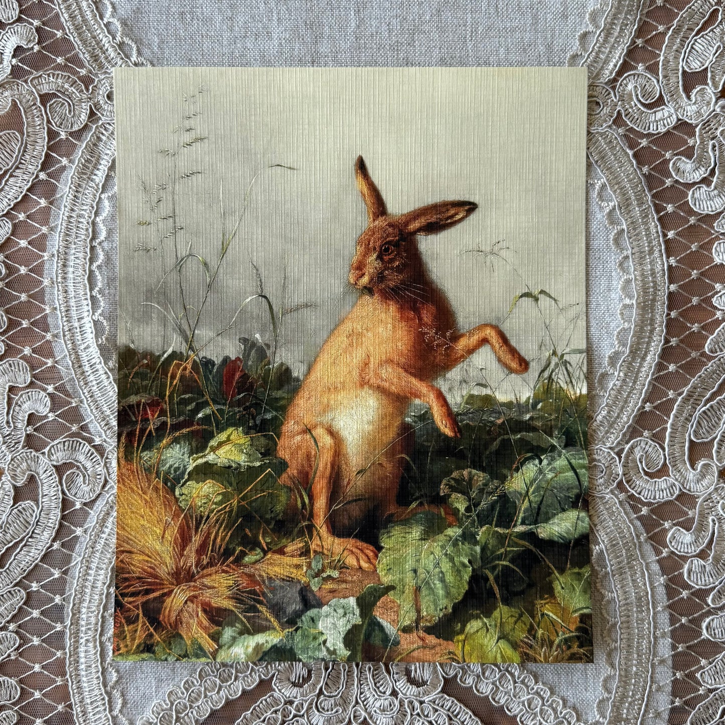 Brown Hare in Field