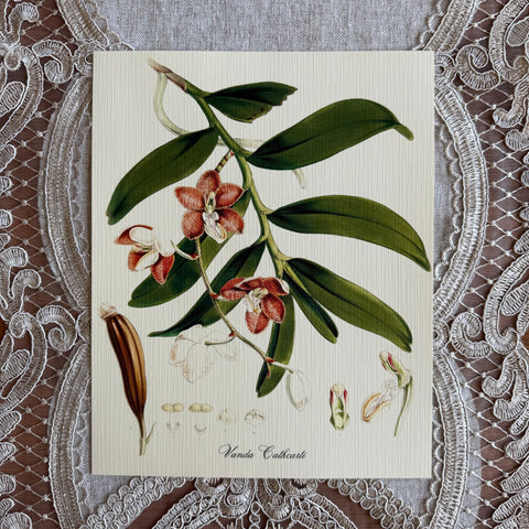 Botanical Lithograph 2