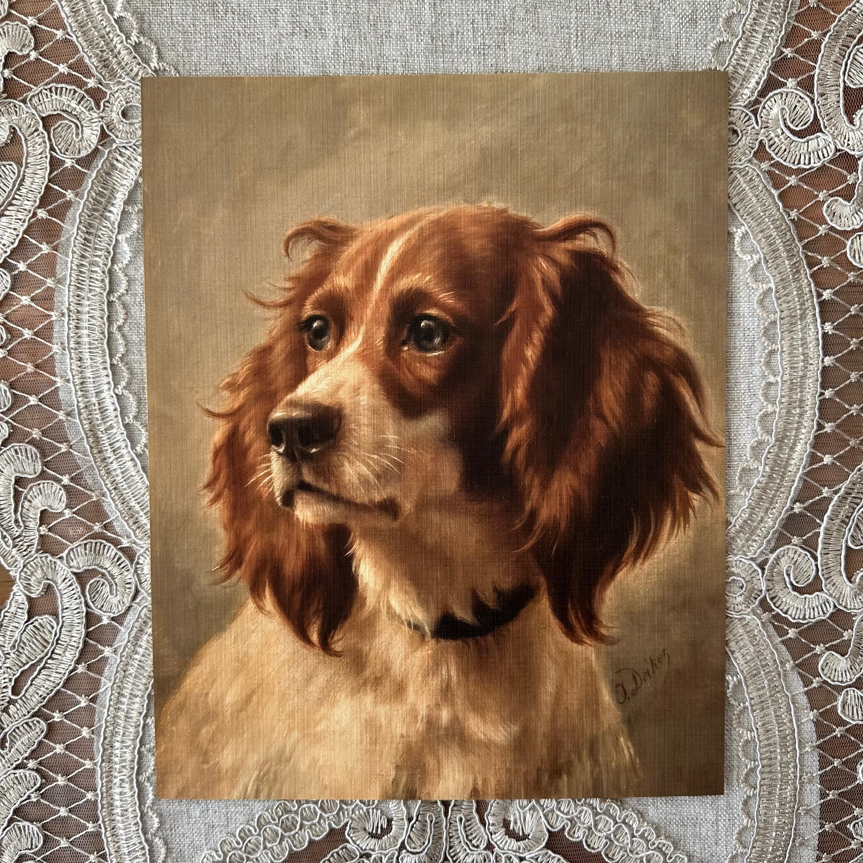 Spaniel