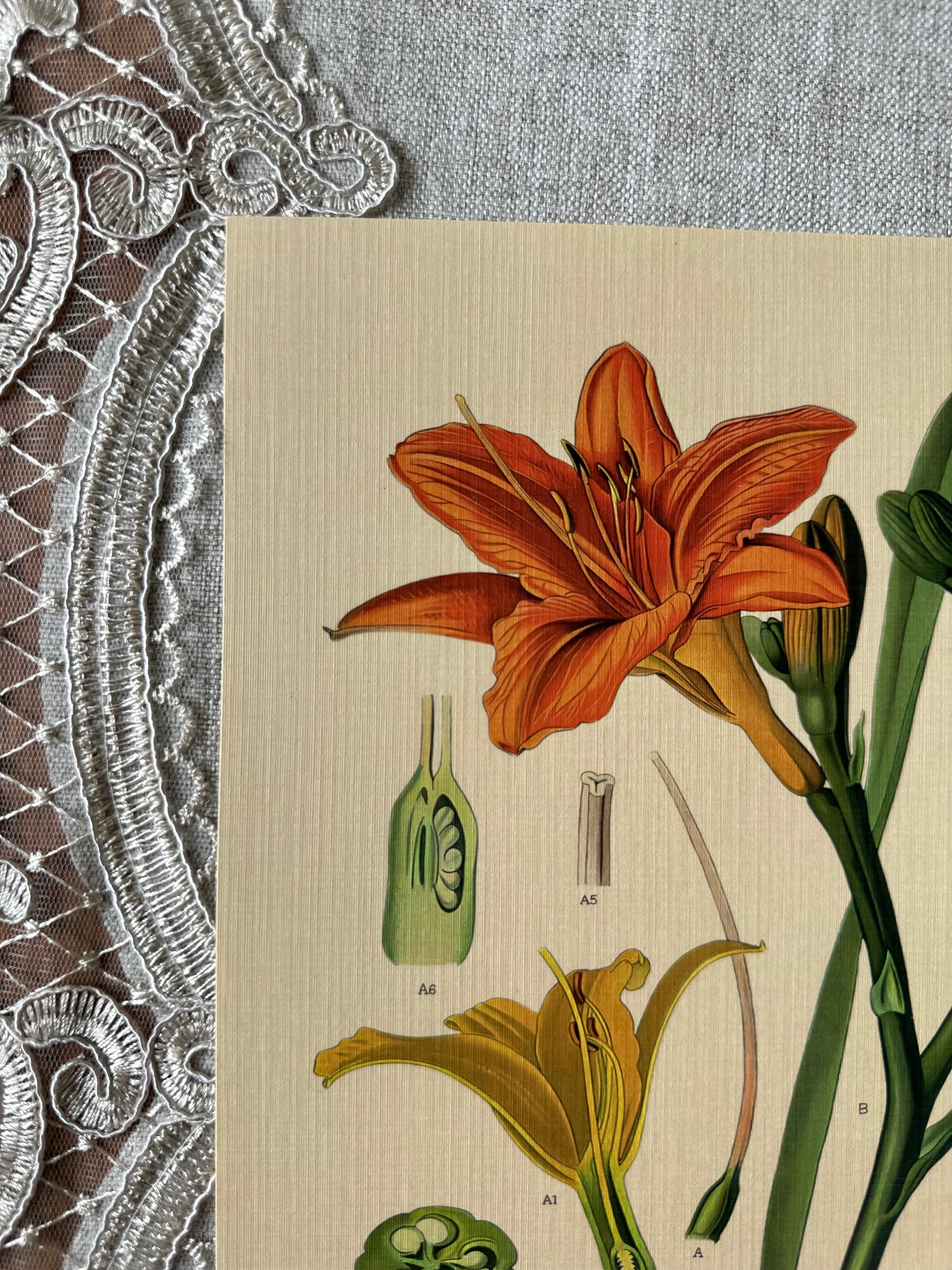 Orange Day Lily  Nat Rone Designs   