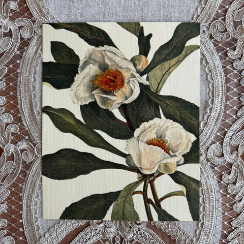 Franklinia Flowers