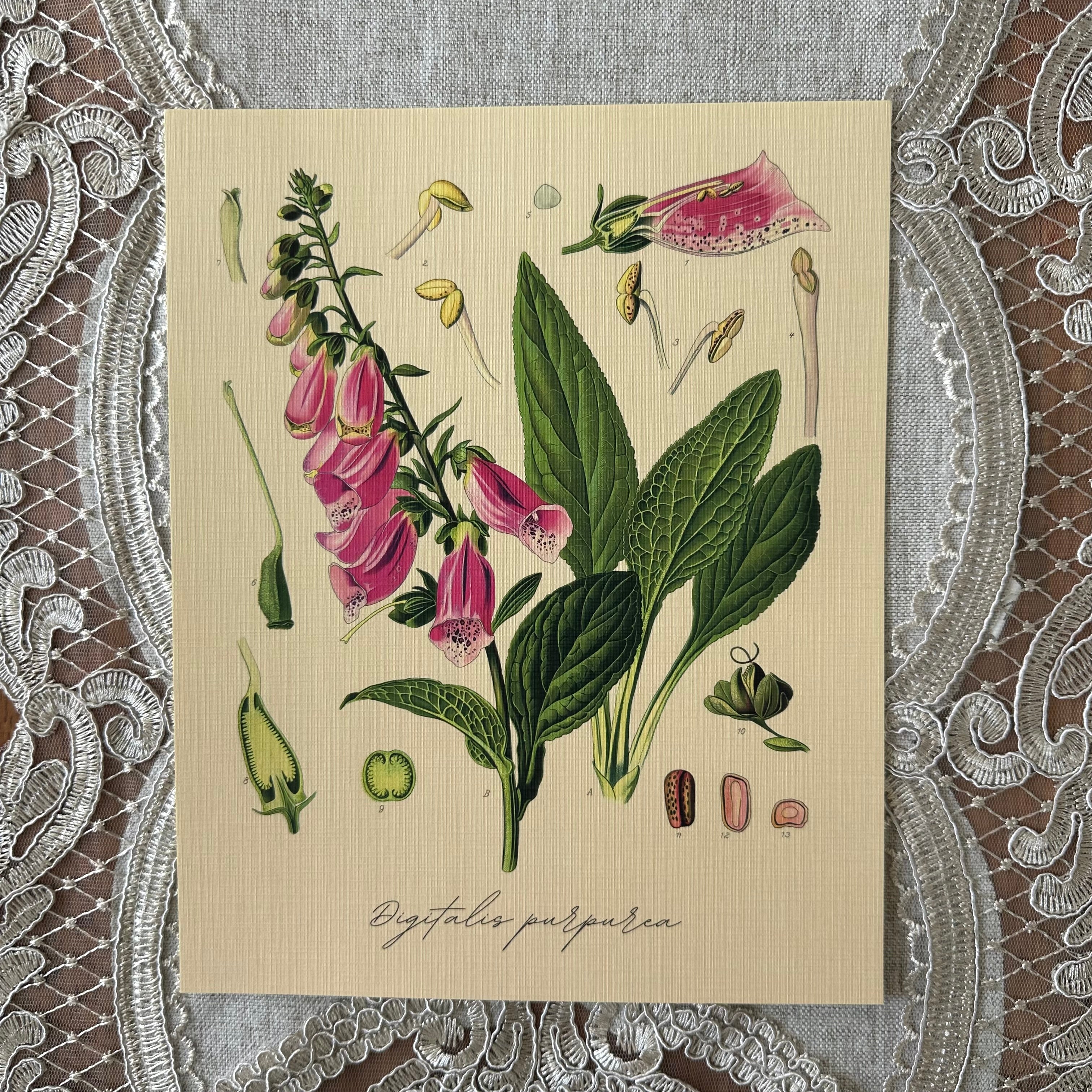 Foxglove Plant  Nat Rone Designs   