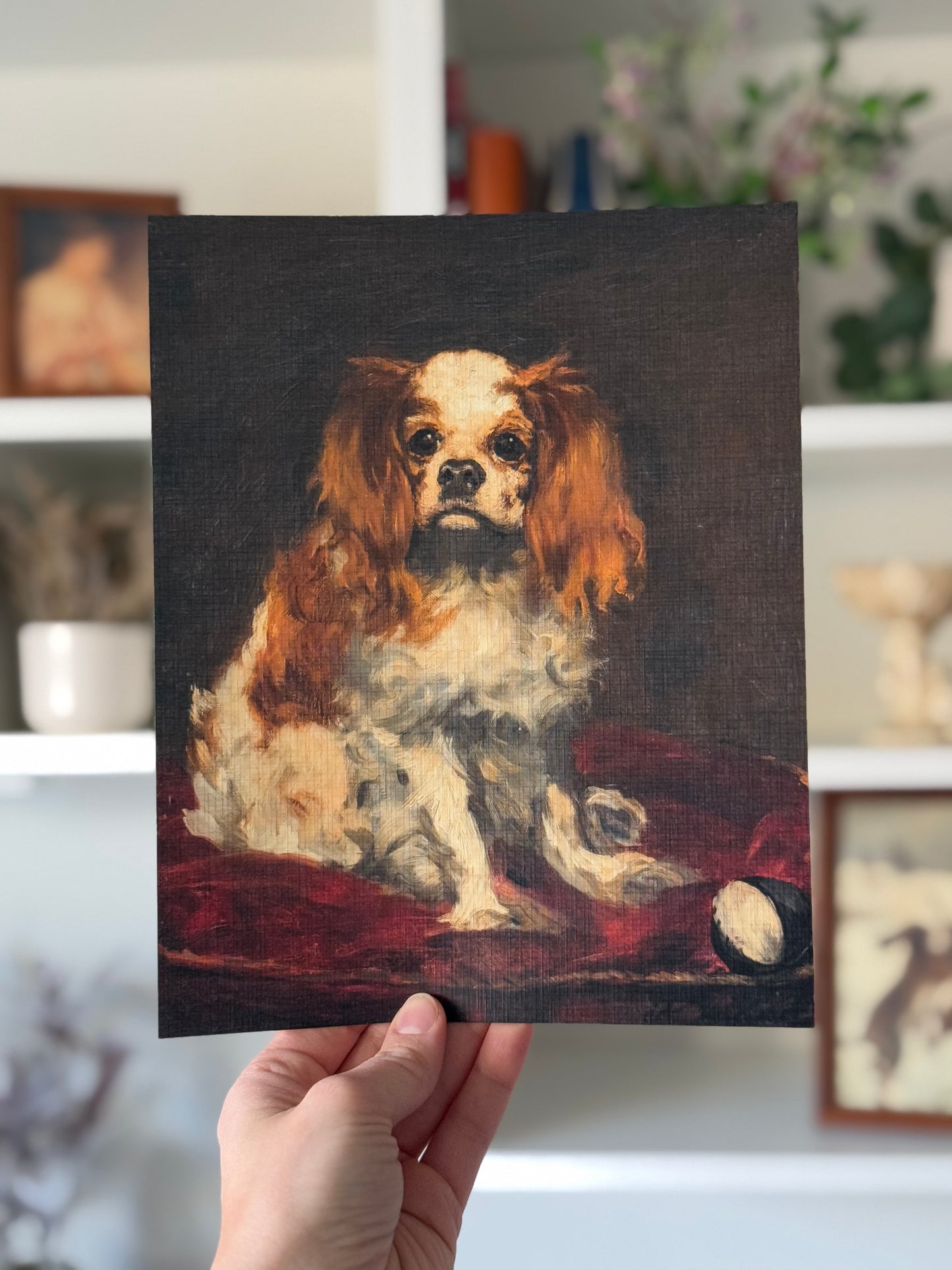 King Charles Spaniel