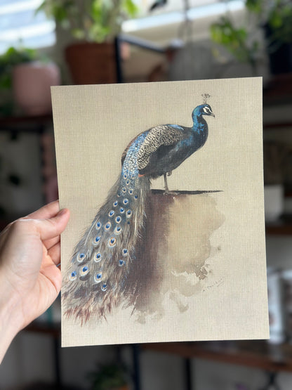 Peacock