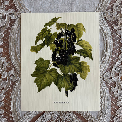 Blackcurrant Plant