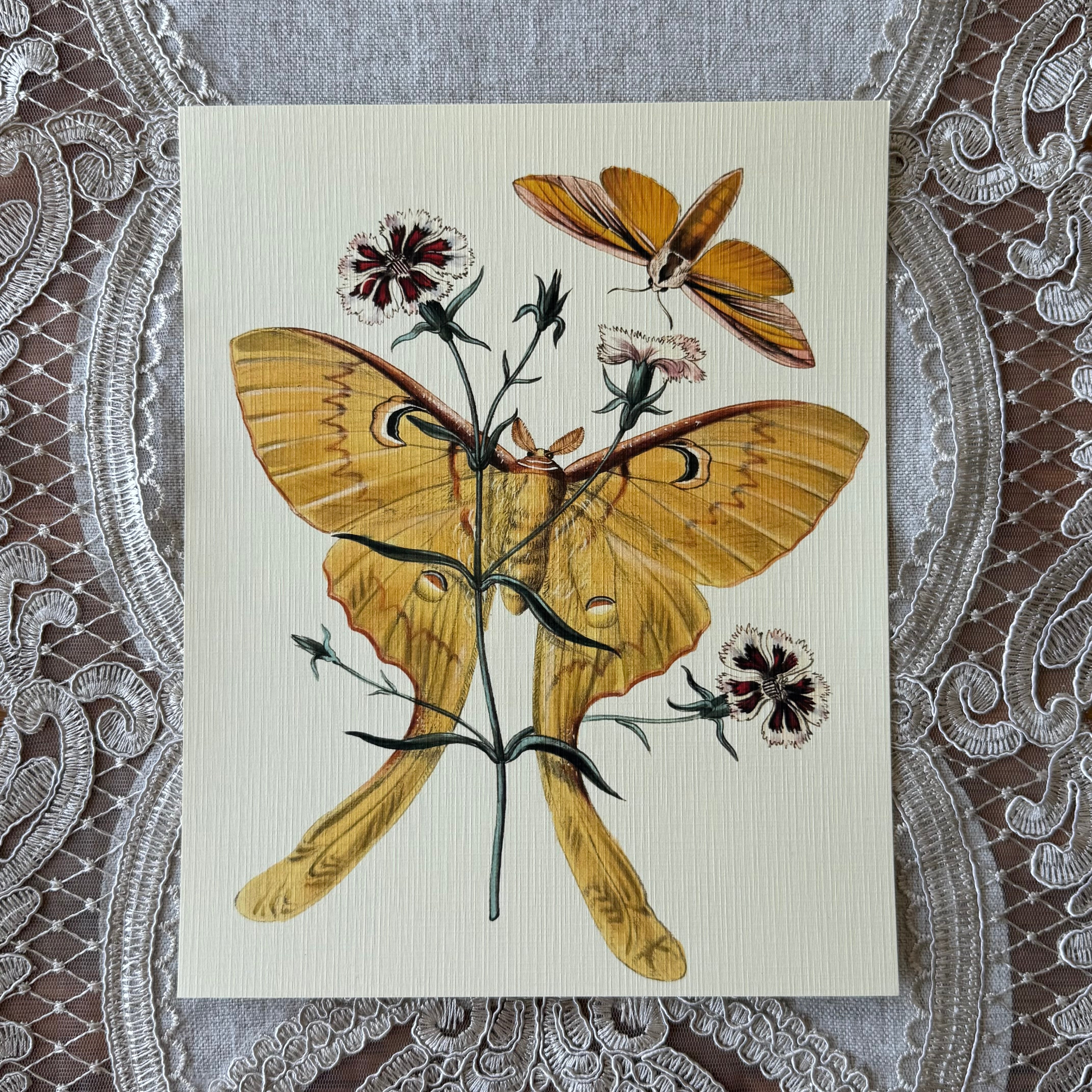 Chinese Butterflies