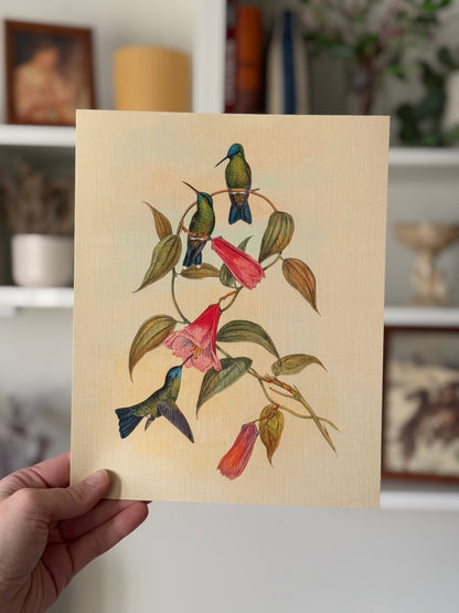 Hummingbirds & Botanicals