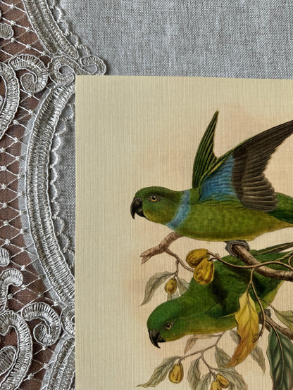 Blue-collared Parrot  Nat Rone Designs   