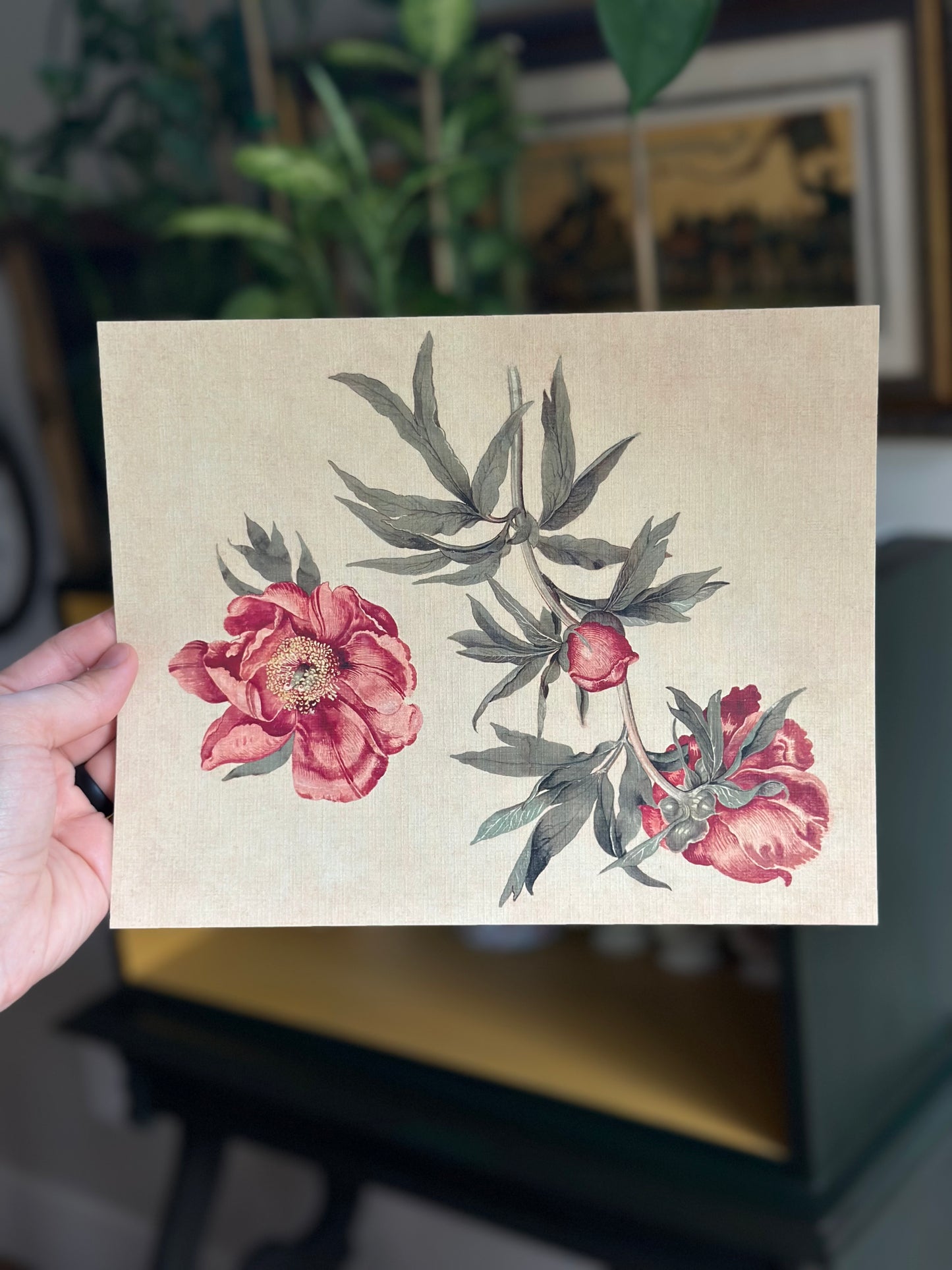 Studies of Peonies  Nat Rone Designs   