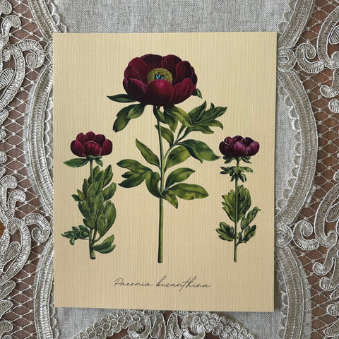 Peony