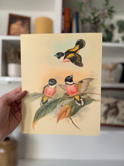 Three Birds on a Branch