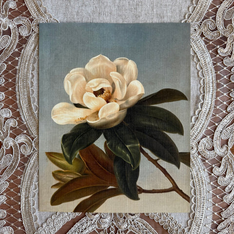 Magnolia Flowers