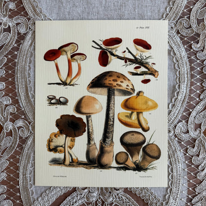 Mushrooms