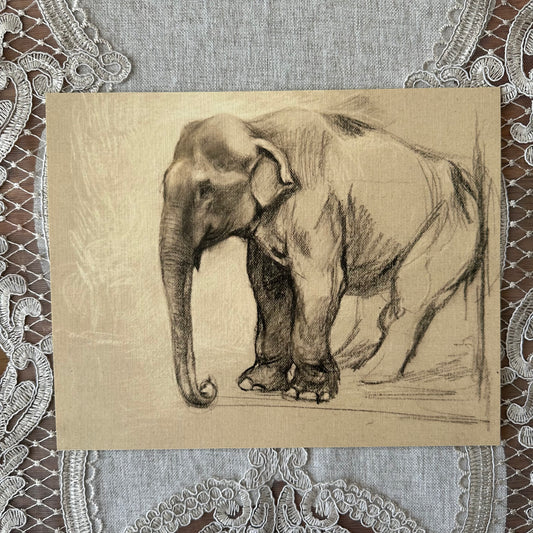 Elephant Study