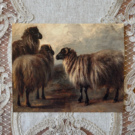 Three Wooly Sheep