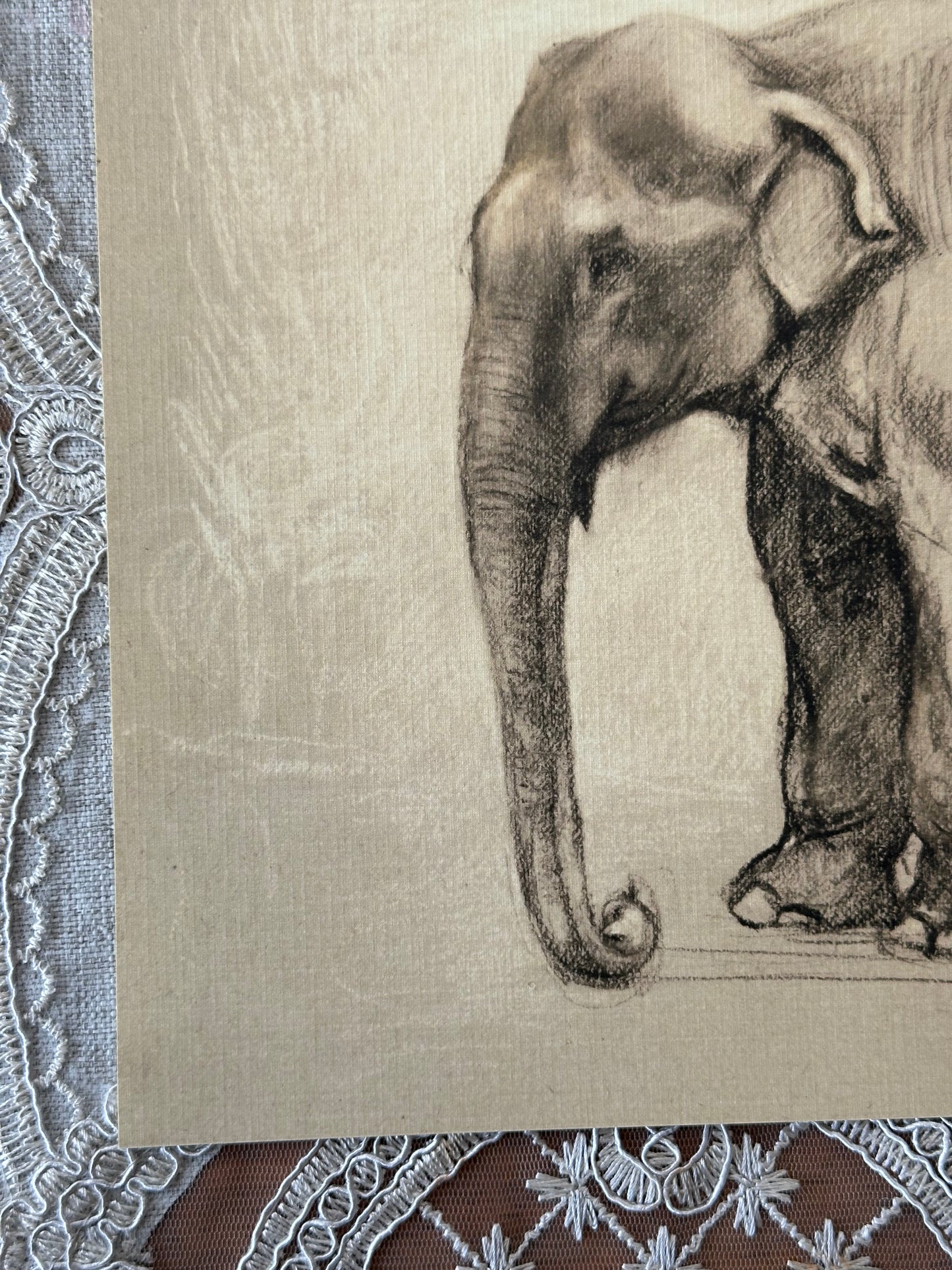 Elephant Study